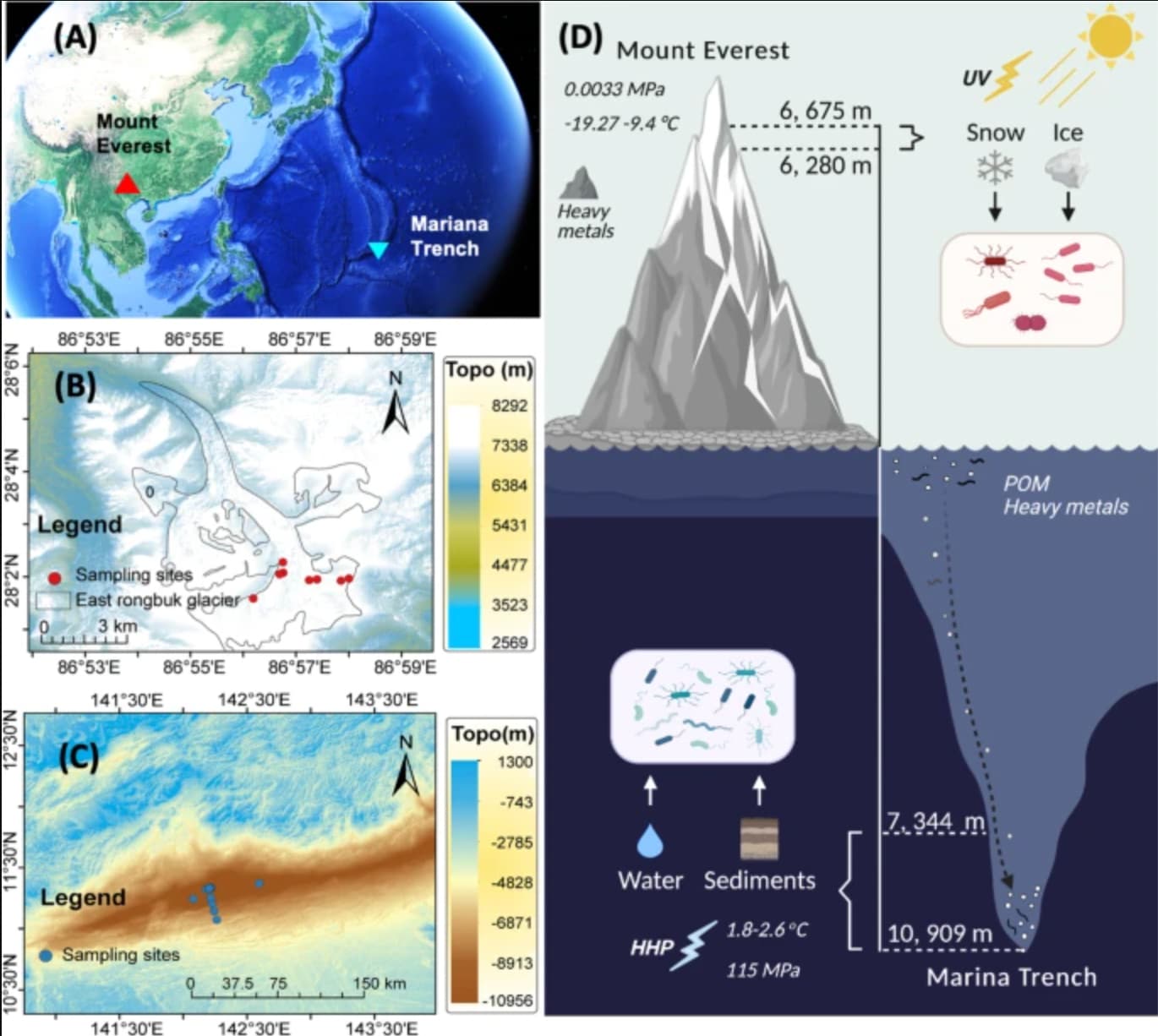 The Mariana Trench is deeper than Mount Everest is tall. If Mount Everest were submerged in its depths, its peak would still be over a mile below surface, 